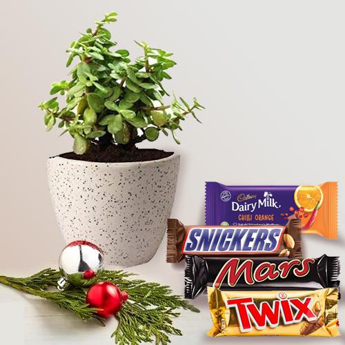 Stunning Xmas Hamper of Jade Plant in Ceramic Pot with Chocolates