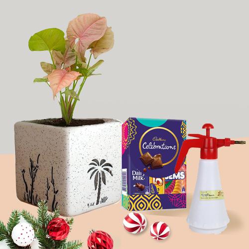 Amazing Xmas Gift of Syngonium Plant with Spray Pump n Chocolates
