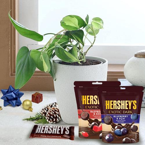 Superb Xmas Gift of Philodendron Plant with Hersheys Chocolates