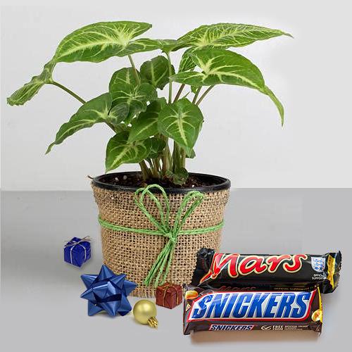 Trendy Xmas Gift of Live Syngonium Plant with Imported Chocolates