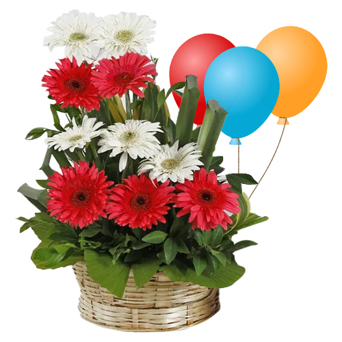 Lovely Mixed Gerberas Arrangement with Balloons