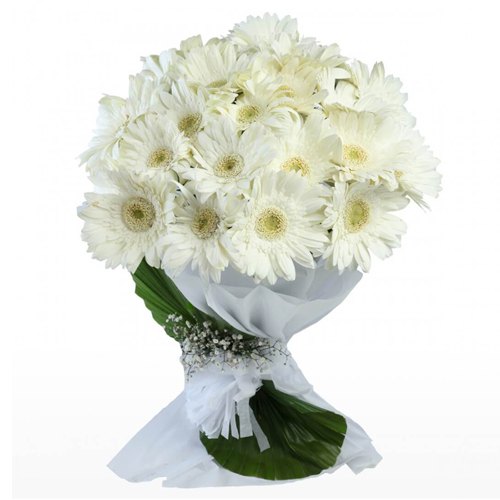 Graceful White Gerberas Bunch