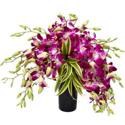 Gorgeous Orchids Display in Glass Vase