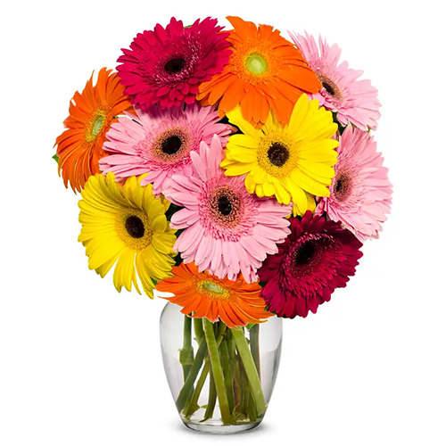 Amazing Gerberas Assemblage in a Vase