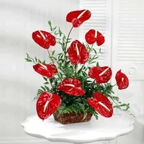 Stunning Red Anthurium Arrangement