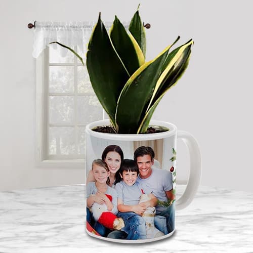 Nurturing Milt Sansevieria Air Purifying Plant in a Customized Mug