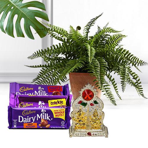 Nurturing Bostern Fern Plant with Puja Mandap N Chocolates