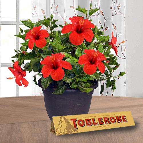 Outdoor Selection of Hibiscus Plant with Chocolate