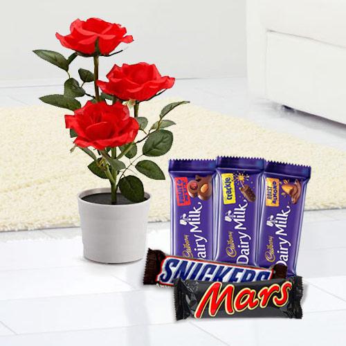 Flowering Rose Plant with Chocolate Assortment