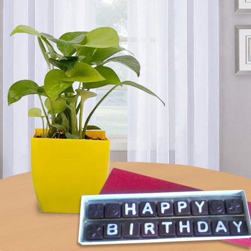 Good Luck Money Plant with Handmade Chocolate Gift