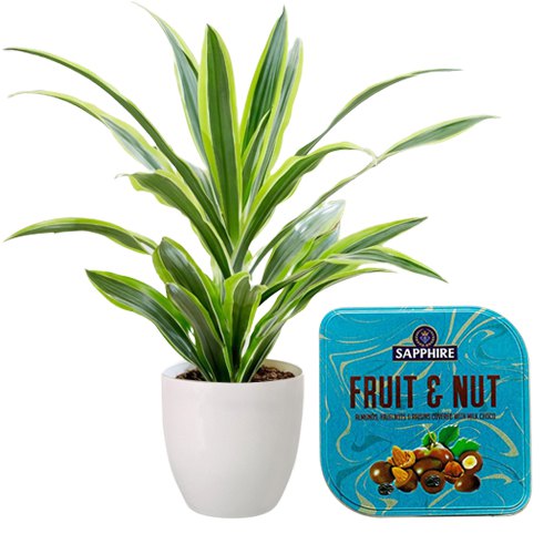 Air Purifying Warneck Dracaena n Sapphire Fruit  N  Nut  Duo