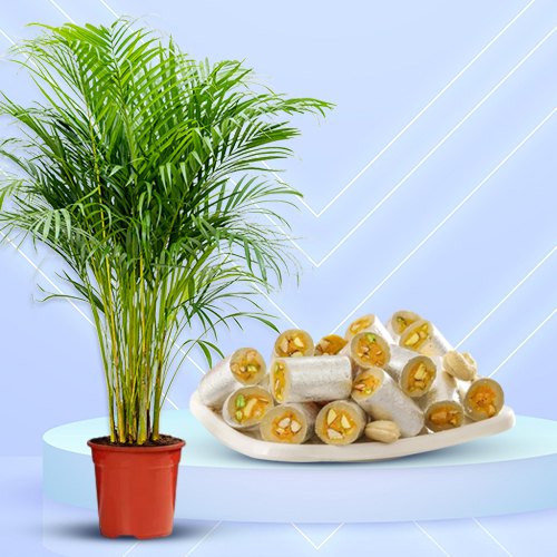 Air Purifying Areca Palm Plant n Sweet Garnish