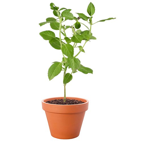 Refreshing Vringraj Plant in Brown Pot