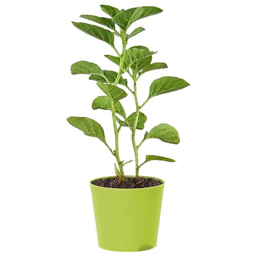 Remedial Ashwagandha Plant in Green Pot