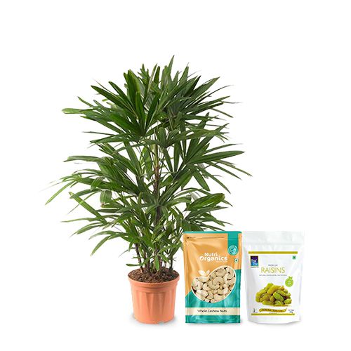Air Purifying Raphis Palm Plant with Dry Fruits Combo
