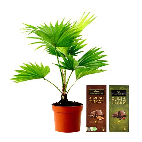 Evergreen Table Palm Plant with Assorted Cadbury Temptations Treat