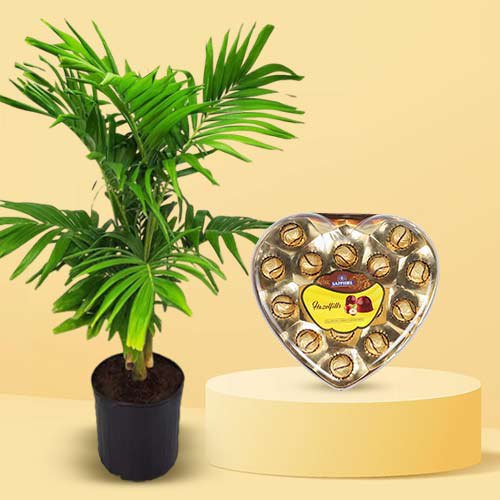 Fantastic Christmas Palm Plant with Chocolicious Merger