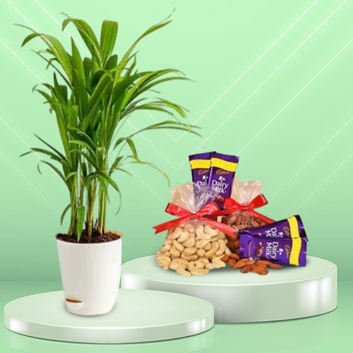 Marvelous Areca Plant with Dairy Milk Chocolate N Nutty Treat