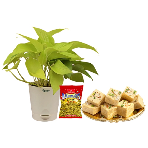 Captivating Money Plant with Sweet N Savory Delight