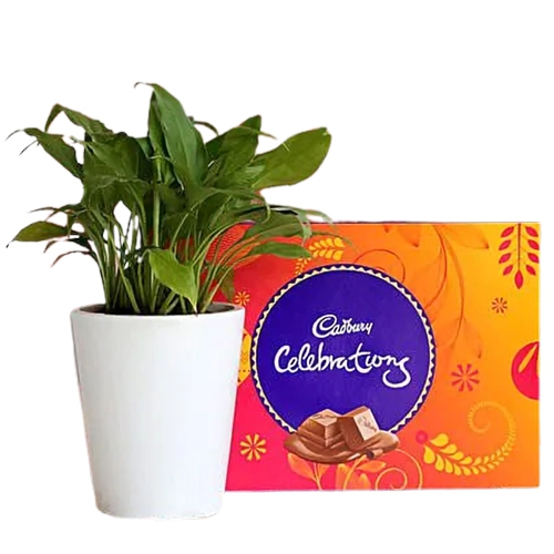 Enchanting Peace Lily Plant with Cadbury Celebration Combo