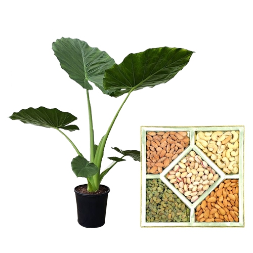 Fantastic Pair of Elephant Ear Plant N Assorted Dry Fruits