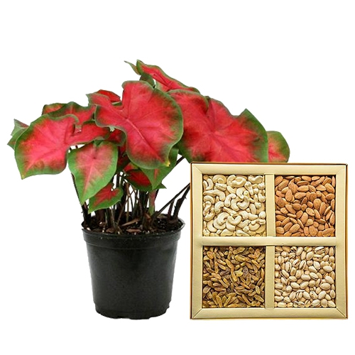 Fresh Caladiums Plant with Assorted Dry Fruits Combo