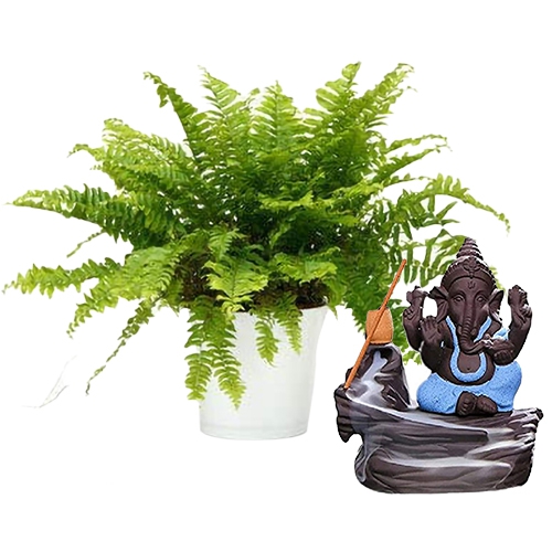 Eye Catching Selection of Boston Fern Plant N Bal Ganesha Showpiece