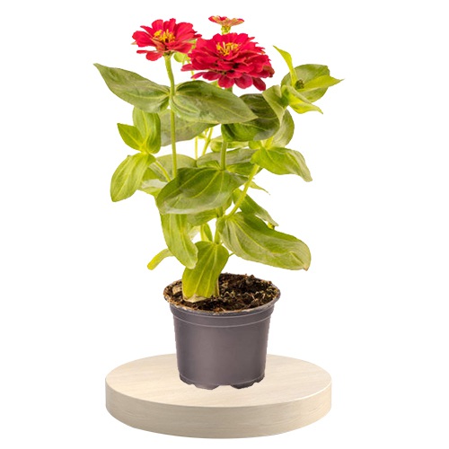 Blooming Potted Zinnia Plant