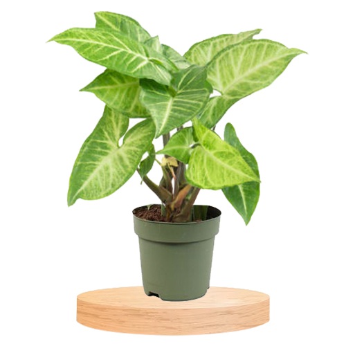 Amazing Potted Syngonium Plant