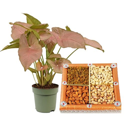 Fast Growing Syngonium Plant N Assorted Dry Fruits Combo