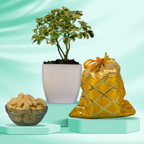 Aesthetic Pair of Aralia Plant with Assorted Dry Fruits