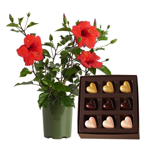 Flowering Hibiscus Plant with Choco Treat