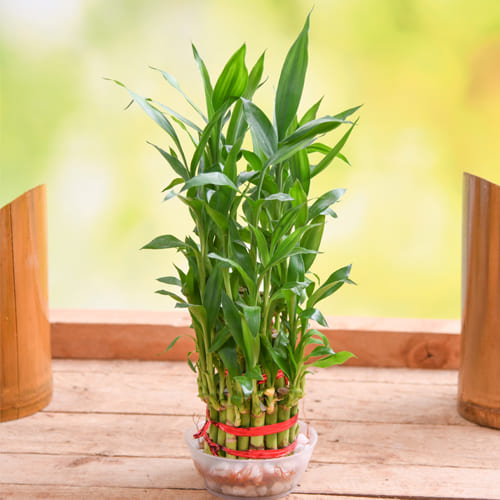 Aesthetic Selection of 2 Tier Lucky Bamboo Plant in Glass Pot