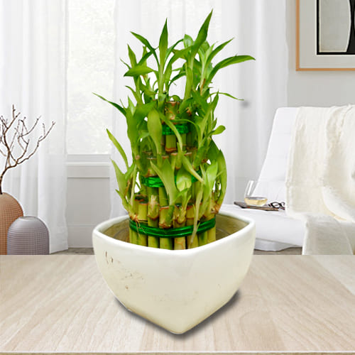 Attractive 3 Tier Good Fortune Bamboo Plant in Ceramic Pot