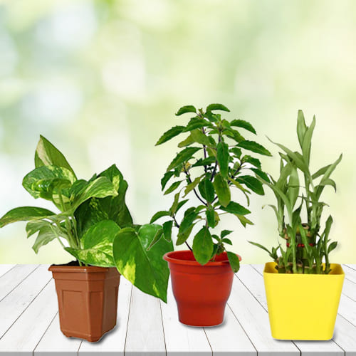 Exotic Combo of Good Luck Plants in Plastic Pots