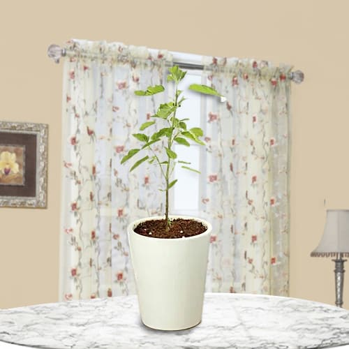 Marvelous Gift of Holy Tulsi Plant in Glass Pot