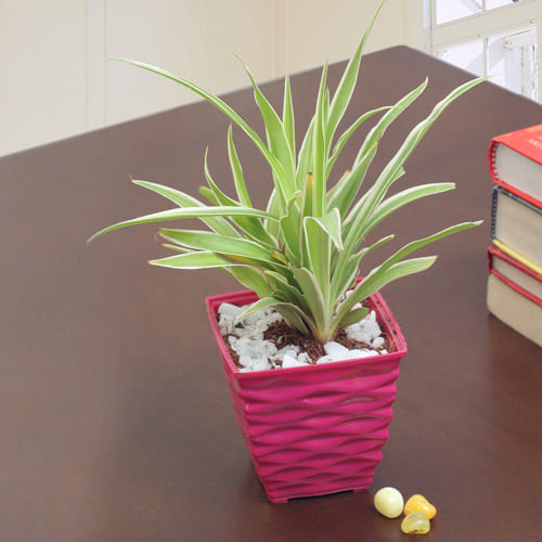 Outdoor Spider Plant in an Attractive Plastic Container