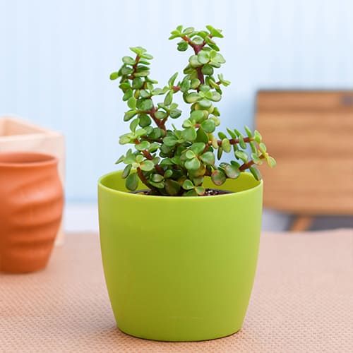 Exclusive Jade Plant in Plastic Pot