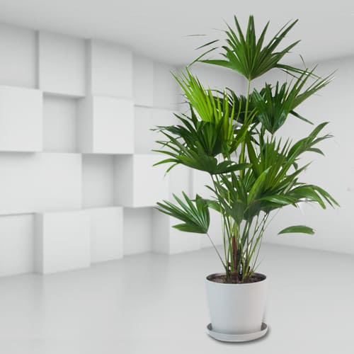 Evergreen China Palm in a Classy Ceramic Planter<br>