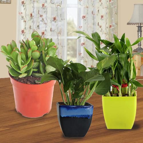Charming Gift of 3 Indoor Plants for Health, Wealth N Luck