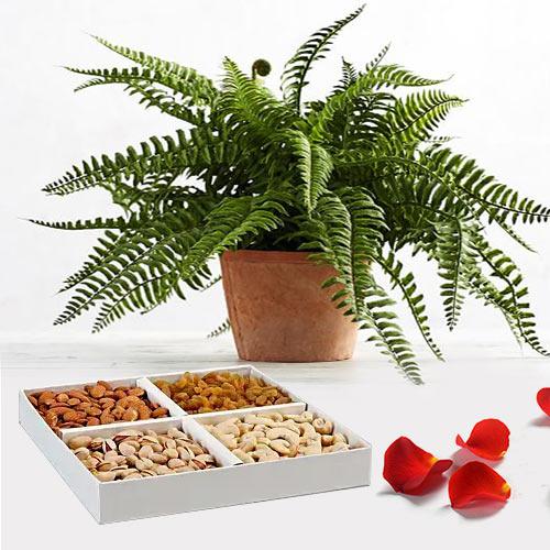 Evergreen Air Purifier Bostern Fern Plant with Mixed Dry Fruits