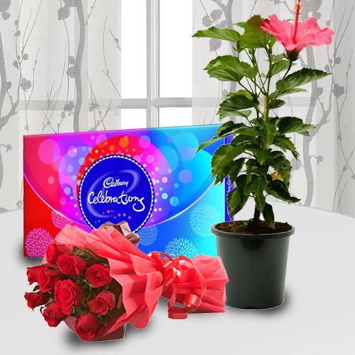 Attractive Flowering Plant Pot with Rose Bouquet N Chocolates