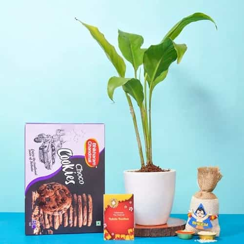 Chota Bheem Rakhi with Choco and Plants