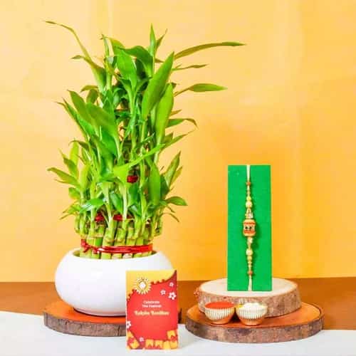 3 Tier Lucky Bamboo Plant N AD Stone Rakhi