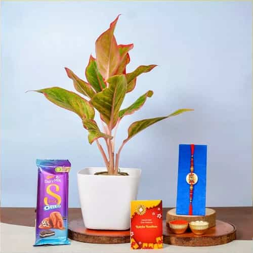 Kundan Rakhi Aglaonema Cadbury Combo