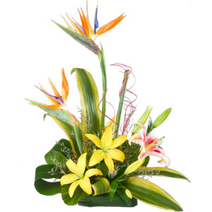 Exotic Flowers   Office Arrangement